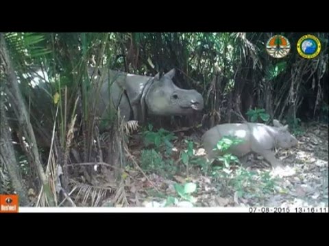 تصوير ثلاثة من صغار حيوان وحيد القرن في إندونيسيا