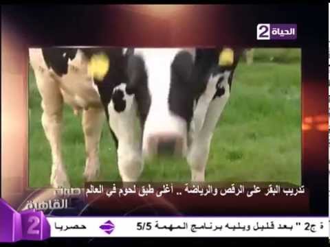 شاهد  البقر الراقص والرياضي هو أغلى طبق لحوم في العالم