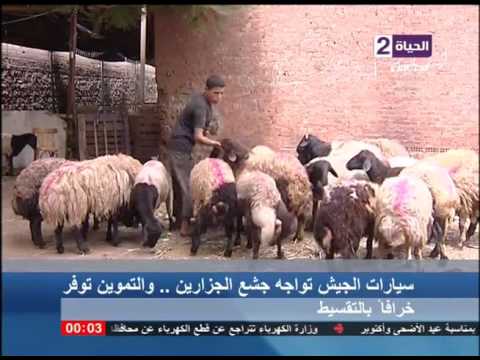 شاهد طوارئ في الوزارات والمحافظات المصرية استعدادًا لعيد الأضحى
