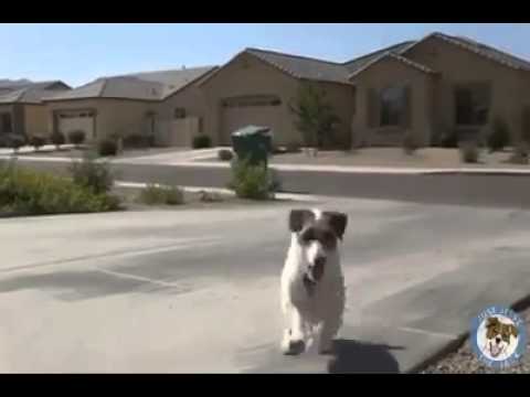 الكلب الذي تحلم كل فتاة بالحصول عليه