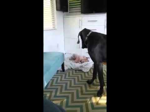 طفل يتغلب على كلب عملاق وينام في سريره