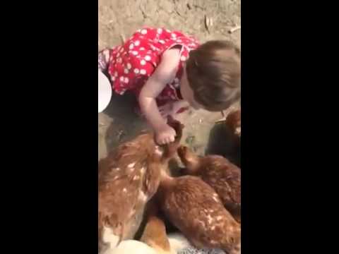 شاهد طفلة تكره الدجاج لكنها تحب إطعامه