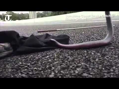 نتزاع ثعبان سام بعد اختباءه فى غطاء محرك سيارة