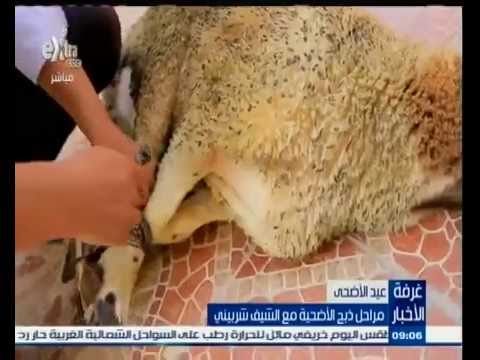 مراحل ذبح الأضحية مع الشيف شربيني