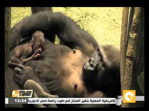 بالفيديو أنثى الغوريلا تضع مولودًا ذكرًا