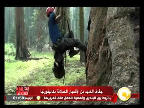 شاهدجفاف الأشجار العملاقة في كاليفورنيا