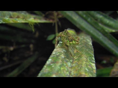 أسرار وأسلحة الحرباء فى صيد فرائسها