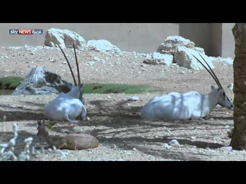 شاهد انطلاق مؤتمر رابطة حدائق الحيوان