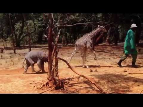 شاهد صداقة قوية بين أطول وأثقل حيوان على الأرض