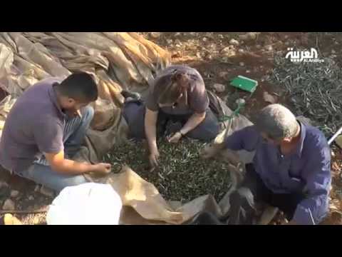 شاهد قطف الزيتون فرص عمل جديدة للاجئين السوريين
