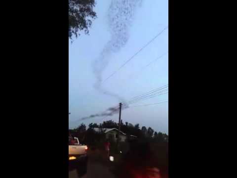 سرب ضخم من الخفافيش يصنع قطارًا