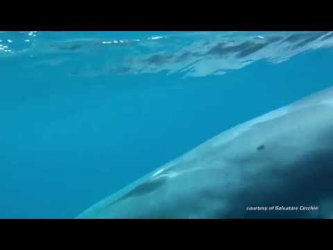 شاهد تصوير أول لقطات لأكثر الحيتان ندرة في العالم