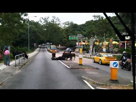 بالفيديو قطيع أبقار يرفضون ترك صديقتهم ويحاولون إسعافها