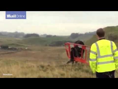 بالفيديو ثور علق رأسه بحاجز مروري ويرفض المساعدة