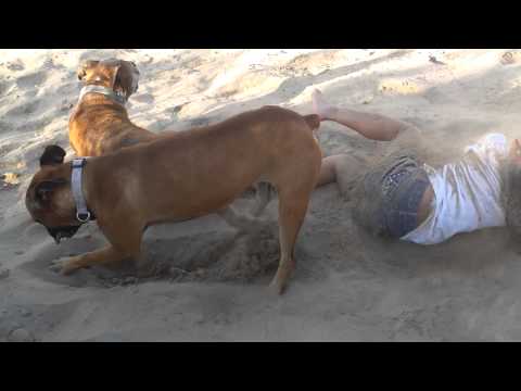 شاهد نهاية طريفة لطفلة أيقظت كلبها من نومه