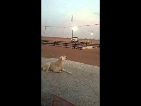 شاهد رد فعل غريب لـكلب عند سماع الآذان