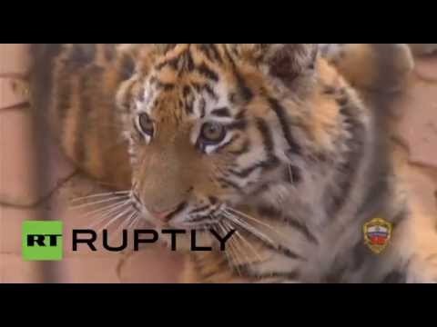 شاهد شرطة موسكو تتبنى جرو نمر آمور