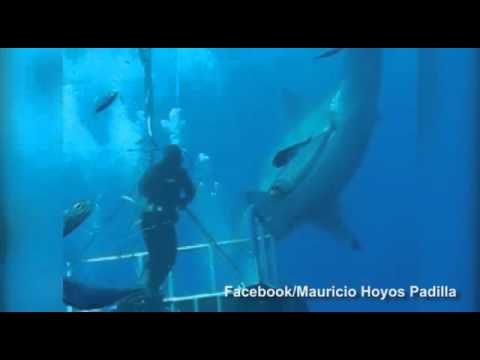 أكبر سمكة قرش حامل تراها عين البشر