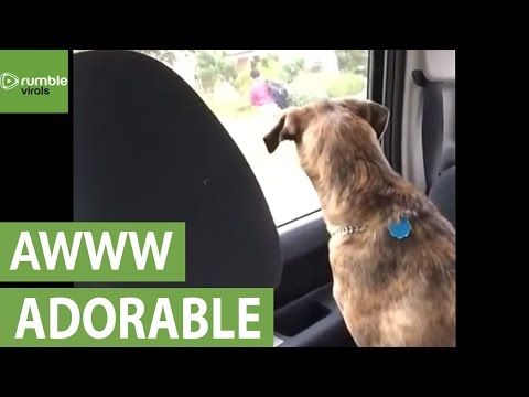 كلب يبكي كلما ذهب صديقه للمدرسة