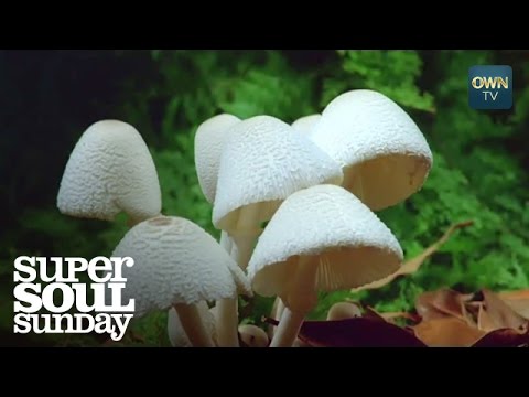 سحر الطبيعة في نمو عيش الغراب