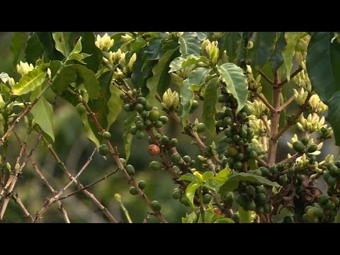 الجفاف في كولومبيا يهدد أحد أجود أنواع البن في العالم