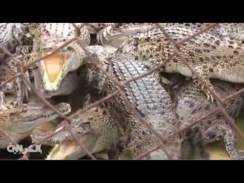 سجن في أندونيسيا بحراسة التماسيح