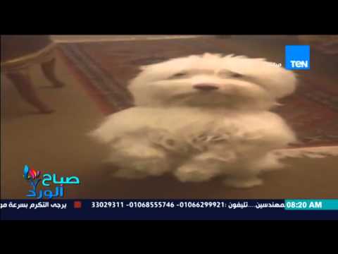 بالفيديو كلب يستمع لكلام وعقاب صاحبته ويستجيب لتعليماتها