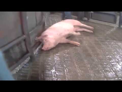 شاهد ذبح الخنازير في أكبر المجازر الأميركية