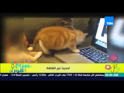 شاهد قطط تتبادل الحديث عبر الشاشة