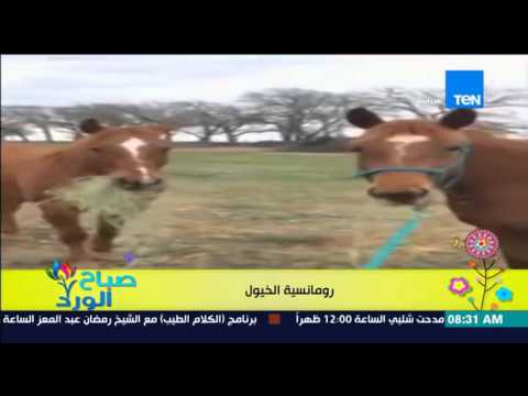 شاهد حصان يُطعم مهرة مربوطة بالحبل