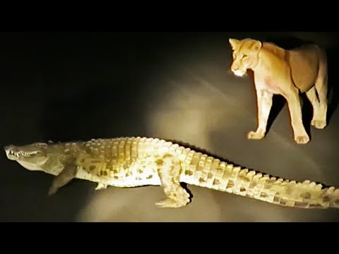 شاهد تمساح يحاول سرقة فريسة لبؤة