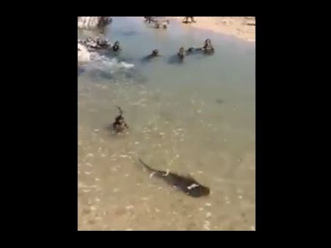 قرود تقلد البشر