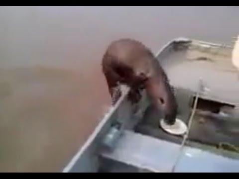 سيدة ورجل يعدان طعاما لكلب البحر مجانا