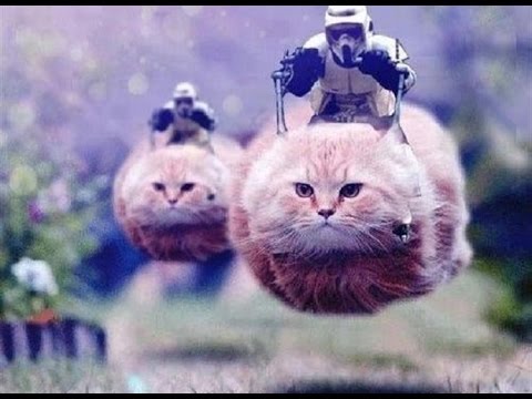 بلجيكيون يسخرون من تعليمات الأمن بعدم نشر معلومات عن العمليات الأمنية بـ”القطط”