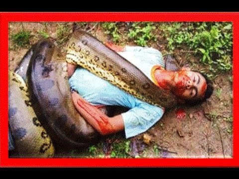 أفعى أناكوندا عملاقة تهاجم شابًا