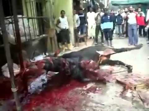 ذبح وتعذيب جمل بطريقة وحشية