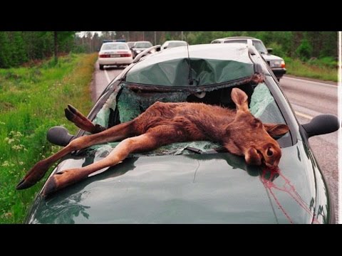 أقوى حوادث الحيوانات للعام 2015