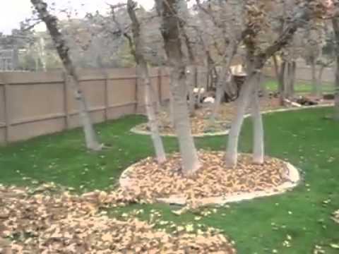 كلب هيسكي خفيف الظل يلهو في الشارع