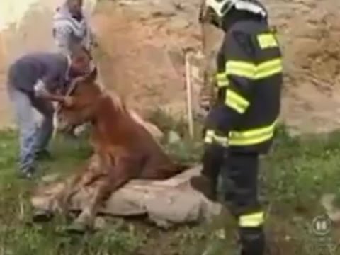 رجال الإطفاء ينقذون حصان “حشر” فى بلاعة