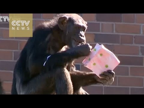 توزيع هدايا عيد الميلاد بحديقة حيوانفي أستراليا