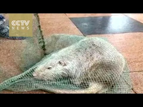 العثور على  فئران “وحشية” في جامعة في الصين