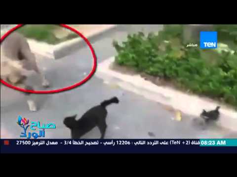 فيديو لقطة صغيرة تهاجم كلبًا ضخمًا