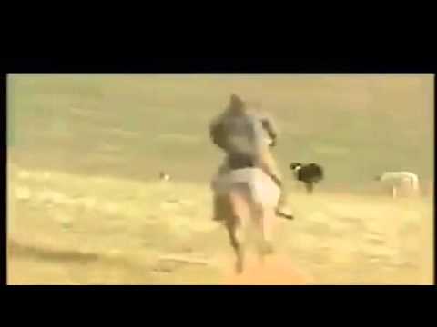 مطاردة مثيرة بين كلاب سلوقية وأرنب تنتهي بطريقة غير متوقعة