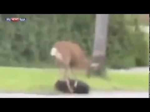 فيديو غزال ينتقم من كلب بعنف