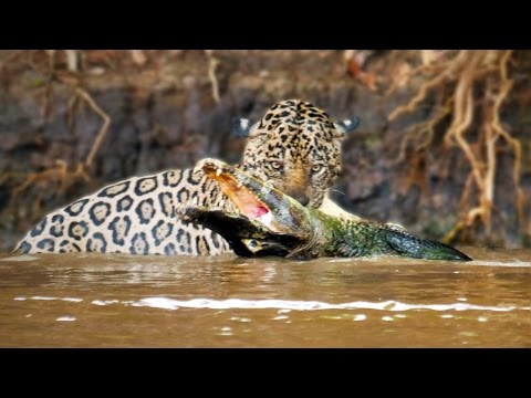 فهد يقلب الموازين ويصطاد تمساح