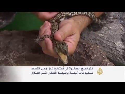التماسيح الوليدة تحل محل الحيوانات الأليفة
