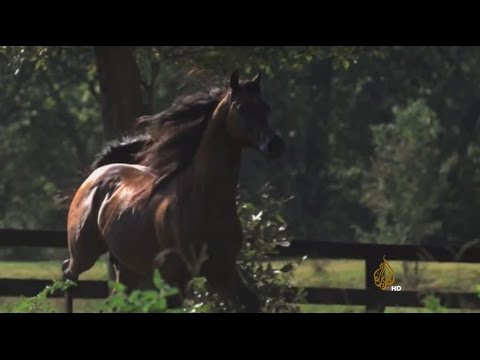 كيف يتم إعداد خيول الشقب