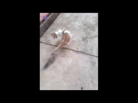 شباب يربطون فأر فى ذيل “قط بلدى” فيصيبوه بالفزع