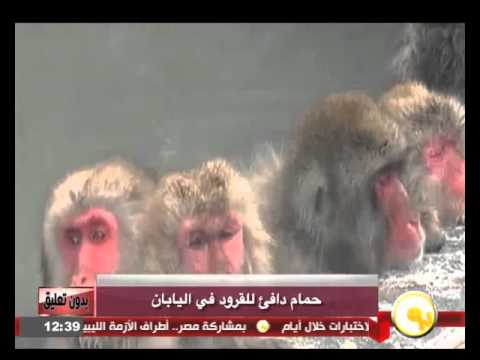 شاهد حمام دافئ للقرود في اليابان