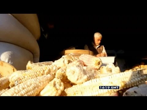 شاهدالذرة بديلًا عن القمح في الخبز السوري